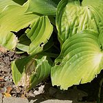 Zero Risk Plant damage Peppermint Oil Spray