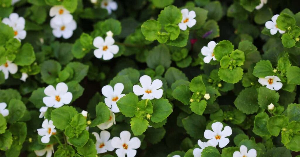 11 Ayurvedic Superstars for Modern Skin Issues 6 brahmi for skin care