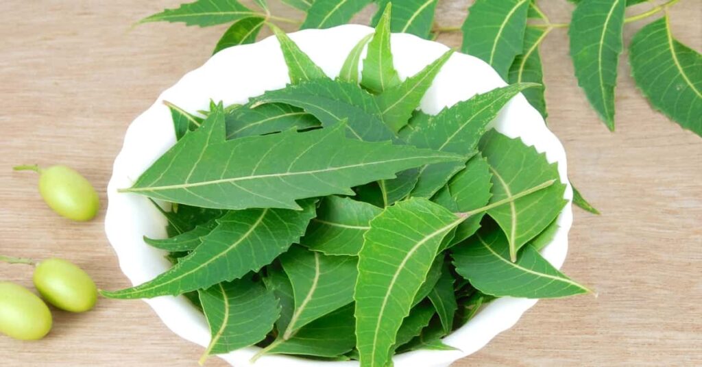 11 Ayurvedic Superstars for Modern Skin Issues 4 neem leaves for skin care